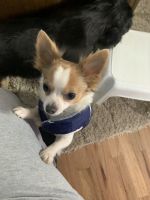 Chihuahua Puppies for sale in Suffolk County, NY, USA. price: NA