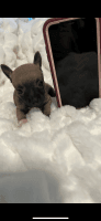 Chihuahua Puppies for sale in Mead, OK 73449, USA. price: NA