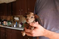 Chihuahua Puppies for sale in Clayton, NY 13624, USA. price: NA