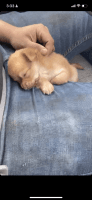 Chihuahua Puppies for sale in Mesquite, TX, USA. price: NA