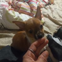 Chihuahua Puppies for sale in Douglasville, GA, USA. price: NA