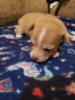 Chihuahua Puppies for sale in Mulga Rd, Wellston, OH 45692, USA. price: NA