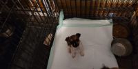 Chihuahua Puppies for sale in Ithaca, MI 48847, USA. price: NA