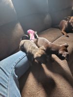 Chihuahua Puppies for sale in Stroud, OK, USA. price: NA