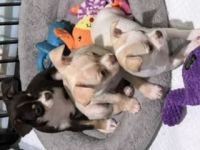 Chihuahua Puppies for sale in Warwick, NY 10990, USA. price: NA