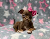 Chihuahua Puppies for sale in 3770 Stauss Ct, Antelope, CA 95843, USA. price: NA