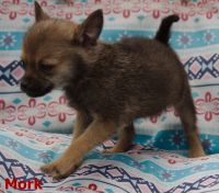 Chihuahua Puppies for sale in Flint, MI 48506, USA. price: NA