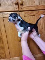 Chihuahua Puppies for sale in Stryker, OH 43557, USA. price: NA