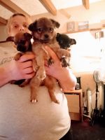 Chihuahua Puppies for sale in Kingsport, TN, USA. price: NA