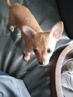 Chihuahua Puppies for sale in Modesto, CA 95351, USA. price: NA