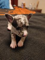 Chihuahua Puppies for sale in New Albany, IN 47150, USA. price: NA