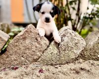 Chihuahua Puppies for sale in Lucknow, Uttar Pradesh, India. price: 32000 INR