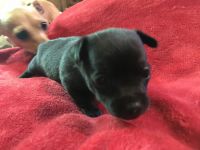 Chihuahua Puppies for sale in 13604 AR-5, Benton, AR 72019, USA. price: NA