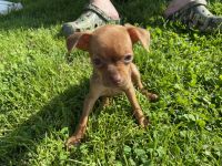 Chihuahua Puppies for sale in Saunemin, IL 61769, USA. price: NA