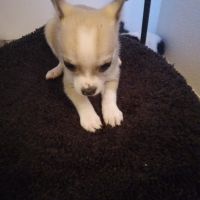 Chihuahua Puppies for sale in Modesto, CA, USA. price: NA