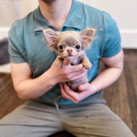 Chihuahua Puppies for sale in Queens, NY 11106, USA. price: NA