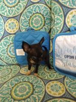 Chihuahua Puppies for sale in Trenton, FL 32693, USA. price: NA