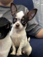 Chihuahua Puppies for sale in Hattiesburg, MS, USA. price: NA