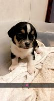 Chihuahua Puppies for sale in Douglas, GA, USA. price: NA