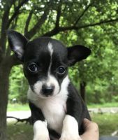 Chihuahua Puppies for sale in Kingston, TN 37763, USA. price: NA