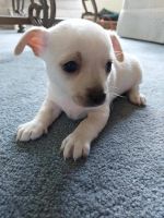 Chihuahua Puppies for sale in Woodbury, NJ, USA. price: NA