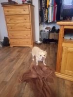 Chihuahua Puppies for sale in Beech Grove, IN, USA. price: NA