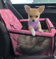 Chihuahua Puppies for sale in Washington, DC, USA. price: NA