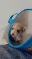 Chihuahua Puppies for sale in Fall River, MA, USA. price: NA