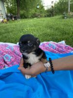 Chihuahua Puppies for sale in Dover, OH, USA. price: NA