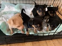 Chihuahua Puppies for sale in La Puente, CA, USA. price: NA
