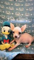 Chihuahua Puppies for sale in Mineral Wells, TX, USA. price: NA