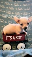 Chihuahua Puppies for sale in Mineral Wells, TX, USA. price: NA