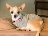 Chihuahua Puppies for sale in Oregon City, OR 97045, USA. price: NA