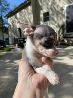 Chihuahua Puppies for sale in Pine Bush, NY 12566, USA. price: NA