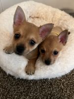 Chihuahua Puppies for sale in Acworth, GA 30102, USA. price: NA