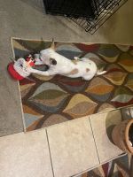 Chihuahua Puppies for sale in San Diego, CA 92105, USA. price: NA