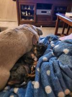 Chihuahua Puppies for sale in Lorimor, IA 50149, USA. price: NA