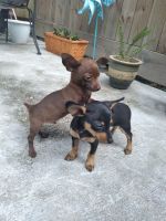 Chihuahua Puppies for sale in Greater Hobby Area, Houston, TX, USA. price: NA