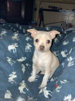 Chihuahua Puppies for sale in Columbus, OH 43223, USA. price: NA