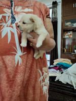 Chihuahua Puppies for sale in Chandigarh, India. price: 6500 INR