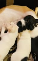 Chihuahua Puppies for sale in Old Perungalathur, Tamil Nadu, India. price: NA