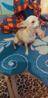 Chihuahua Puppies for sale in 77/151, Latouche Rd, Cooperganj, Kanpur, Uttar Pradesh 208001, India. price: 5000 INR