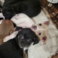 Chihuahua Puppies for sale in Dunnellon, FL 34432, USA. price: NA