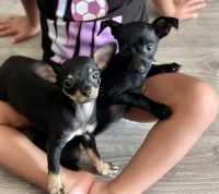 Chihuahua Puppies for sale in Del Valle, TX, USA. price: NA