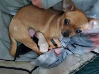 Chihuahua Puppies for sale in Lincoln Park, MI 48146, USA. price: NA