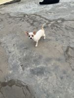 Chihuahua Puppies for sale in Hyderabad, Telangana, India. price: 25000 INR
