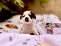 Chihuahua Puppies for sale in Lucknow, Uttar Pradesh, India. price: 25 INR