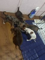 Chihuahua Puppies for sale in Ocala, FL, USA. price: NA