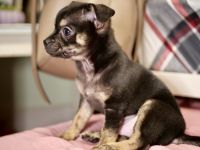 Chihuahua Puppies for sale in Clifton, NJ, USA. price: NA