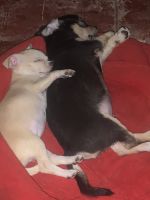 Chihuahua Puppies for sale in Pune, Maharashtra, India. price: 25000 INR